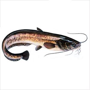 Сatfish (ловля сома)